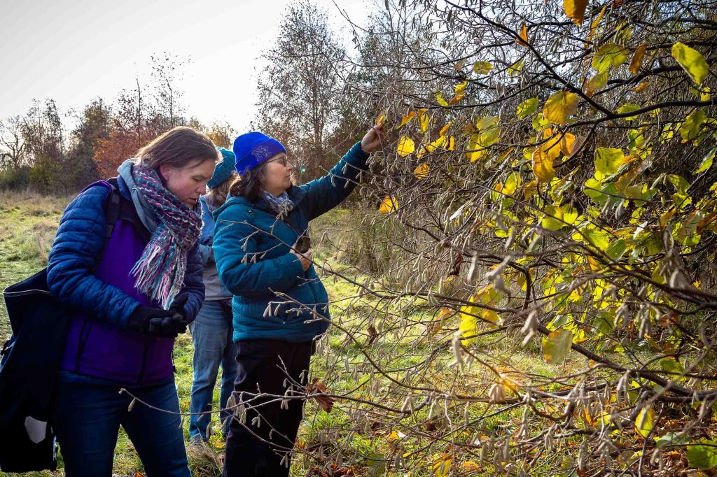 A group of people look at and touch catkins in a hedgerow.
