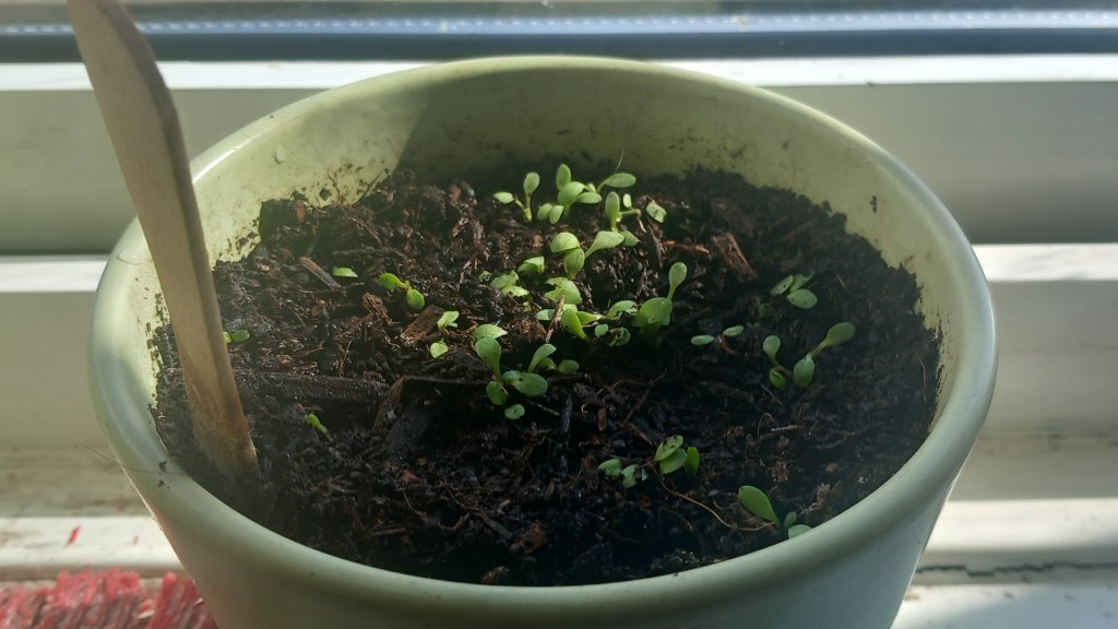 Tiny seedlings in windowsill pot