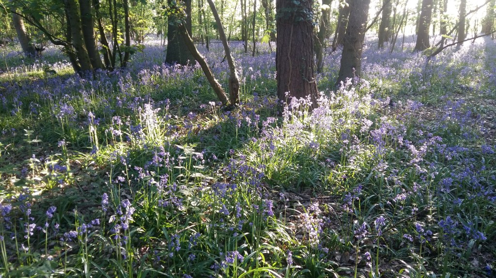 Carpet of purple bluebells