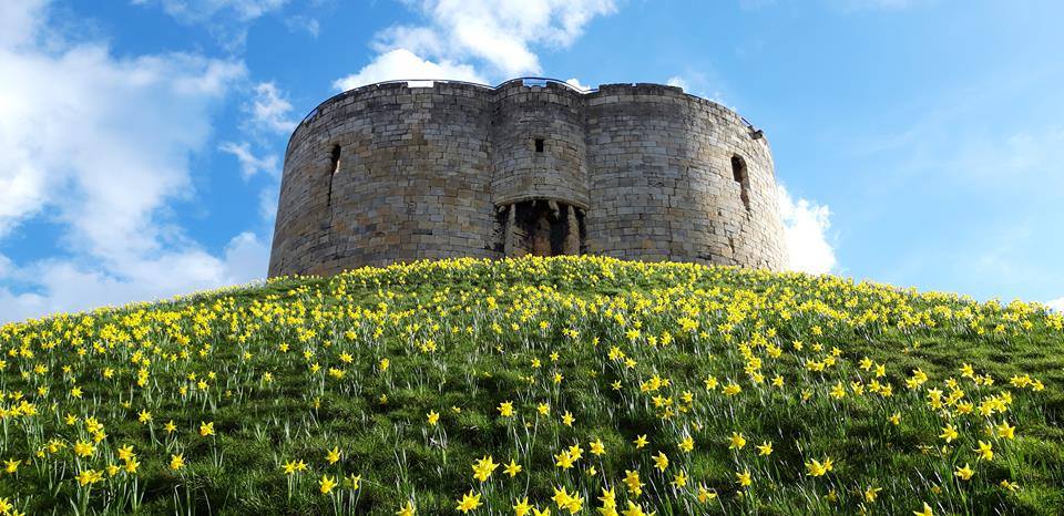 Daffodils under Clifford's Tower
