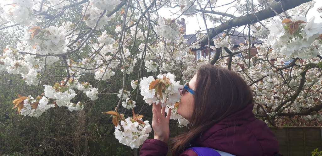 Woman smells cherry blossom