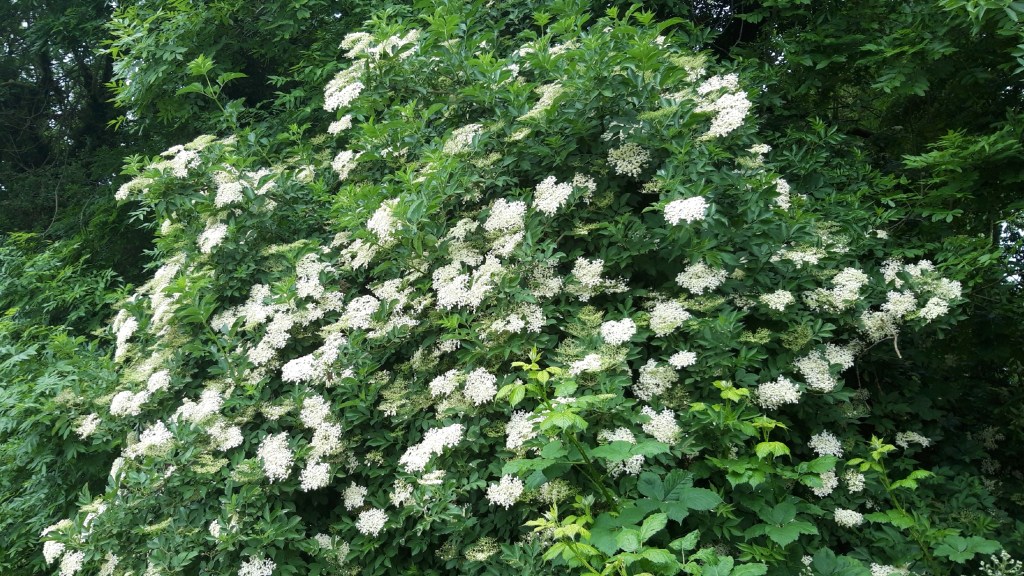 Elder tree in blossom