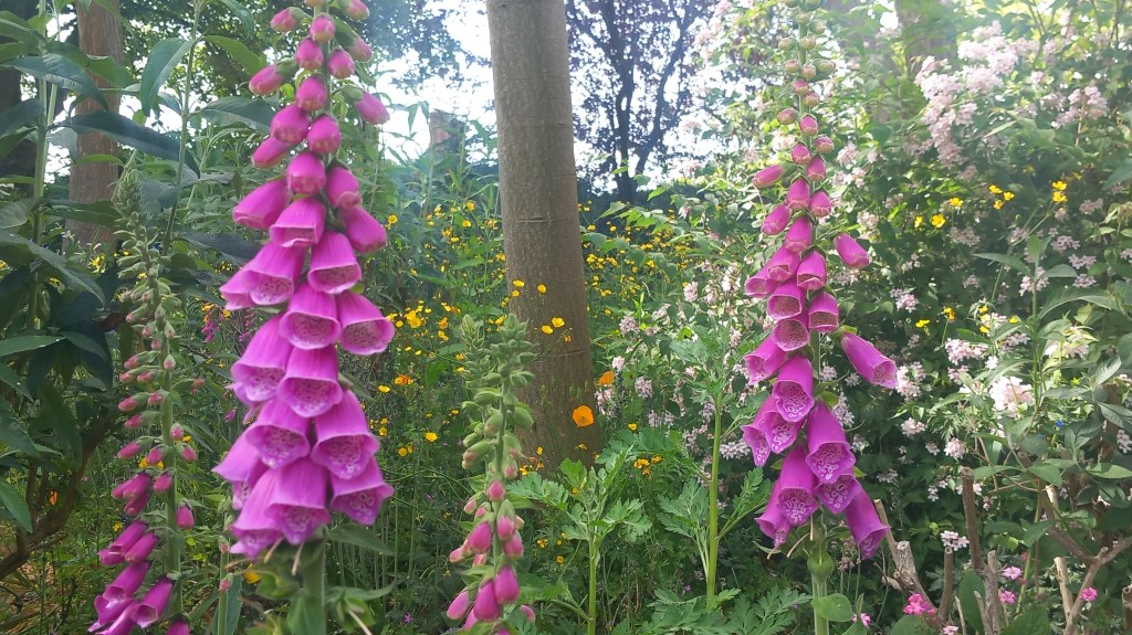 Tall pink foxgloves