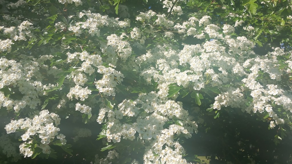 Gleaming white hawthorn blossom