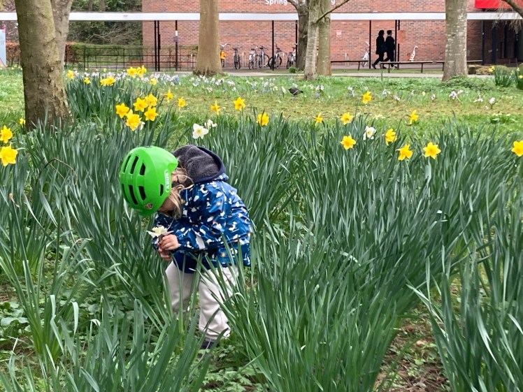 Child in cycle helmet takes a close look at daffodil