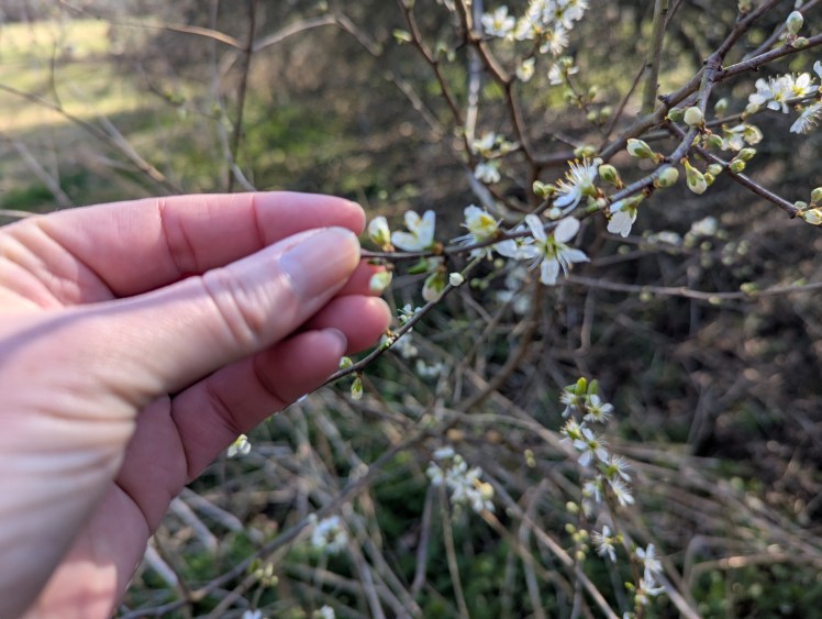 Hand holding Blackthorn blossom
