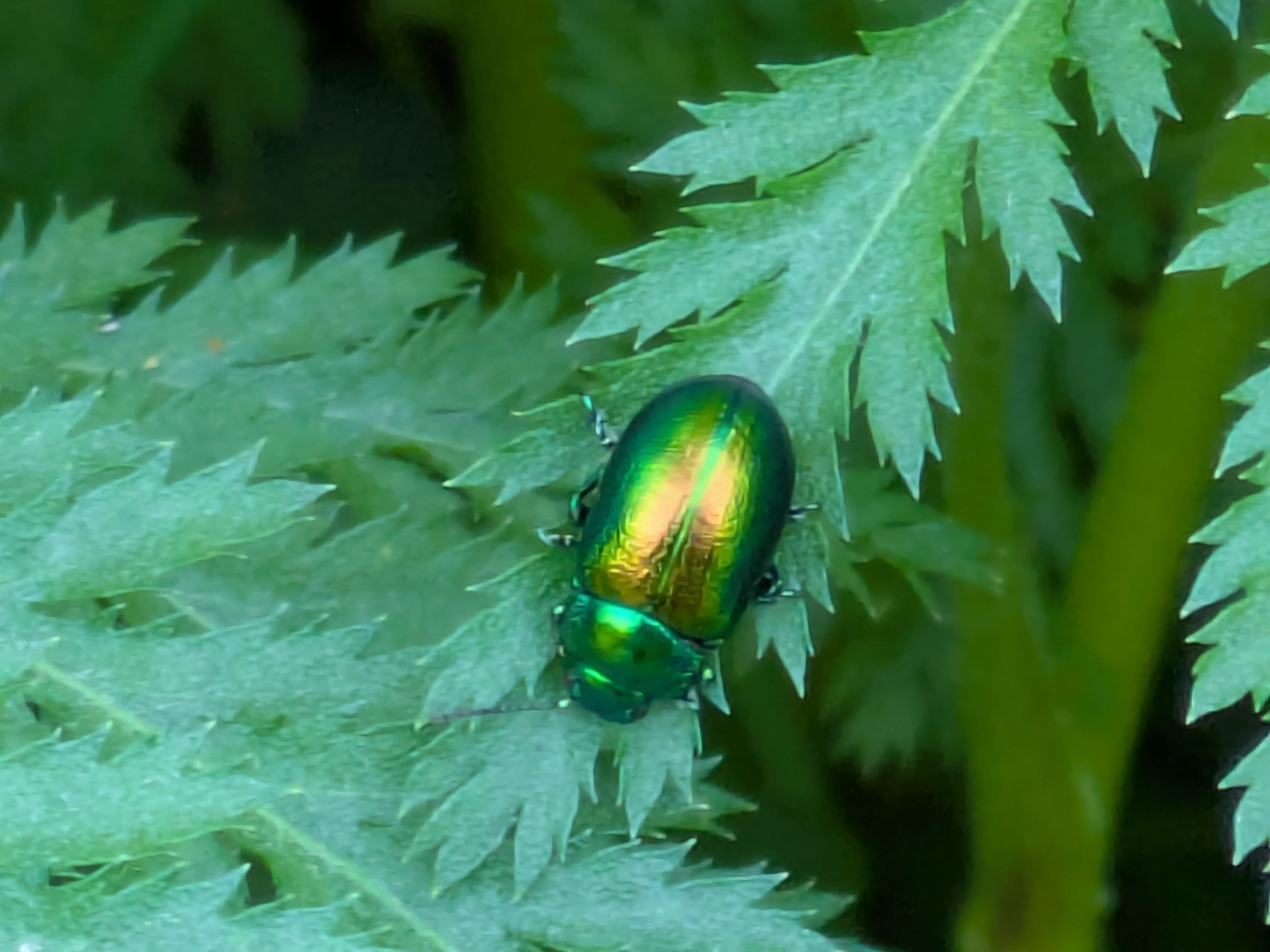 Green Tansy beetle on Tansy plant