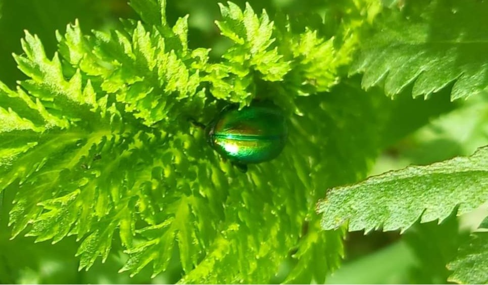 Bright green tansy beetles