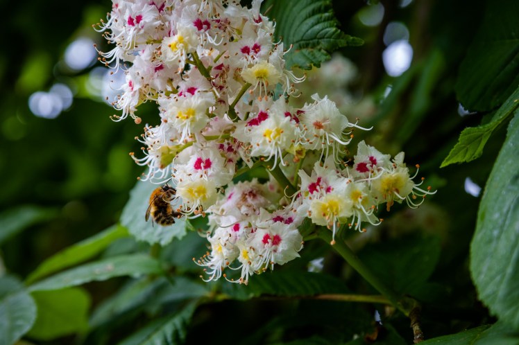 Bee on white, yellow and pink Horse Chestnut flowers