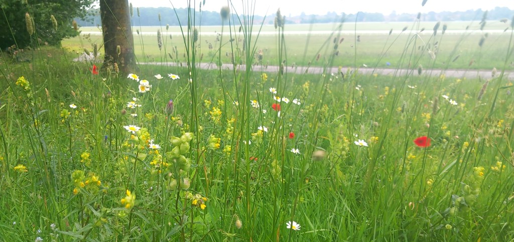 Meadow with yellow rattle, white corn chamomile and red poppy wildflowers