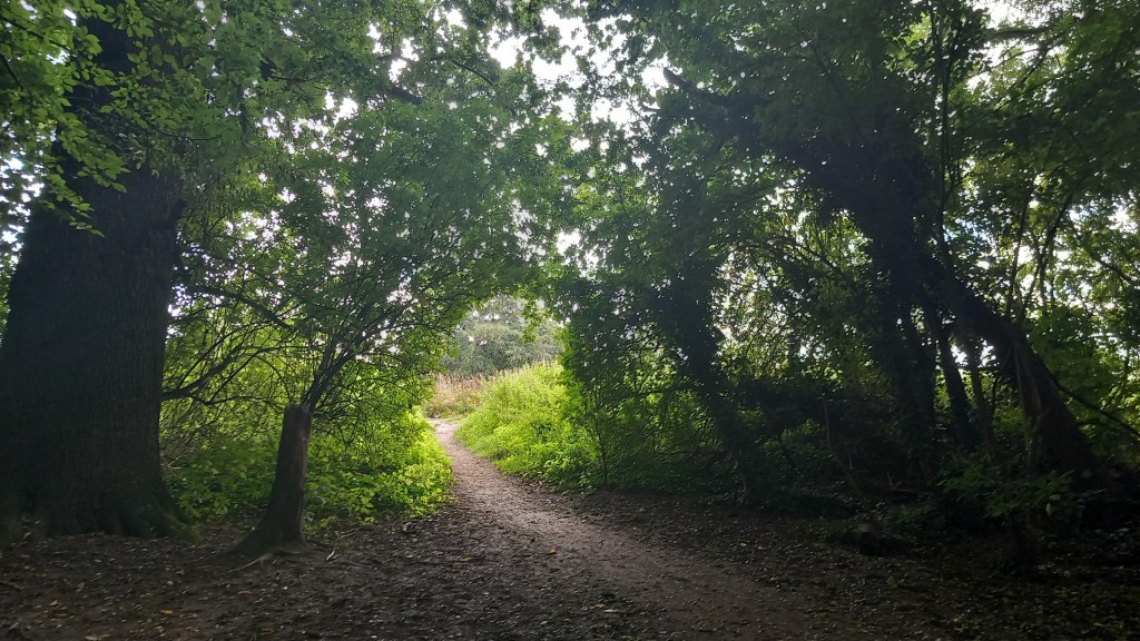In the shade of Knavesmire Wood