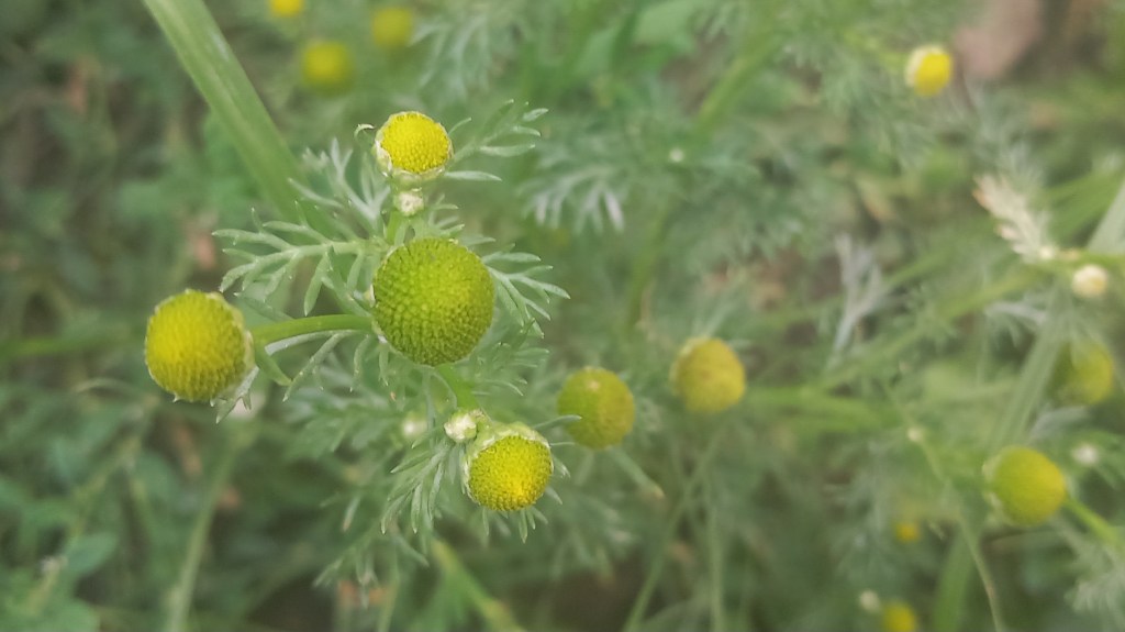 Pineapple Weed