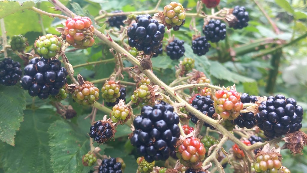 Ripe blackberries