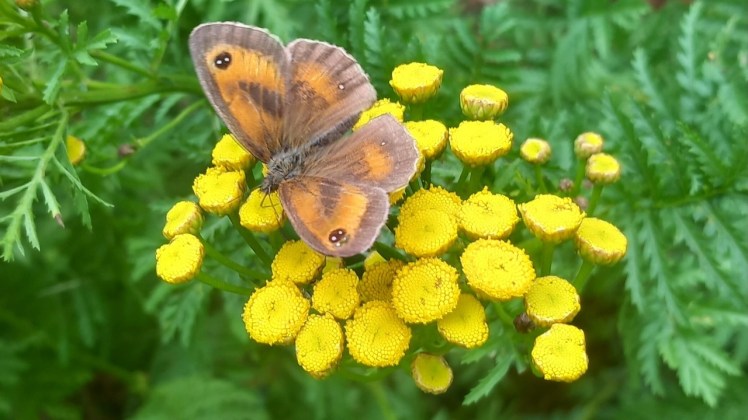 Gatekeeper butterfly on Tansy Flowers
