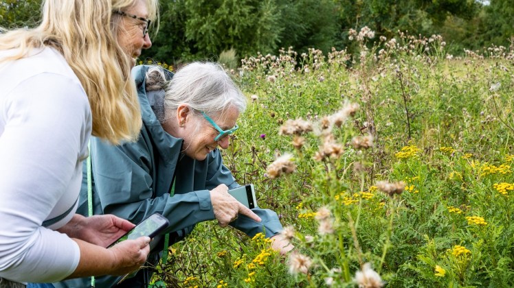 Two women look closely at the Tansy flowers, they are smiling.