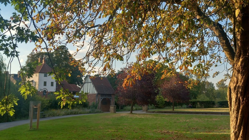horse chestnut tree lit by golden evening sun in Rowntree Park