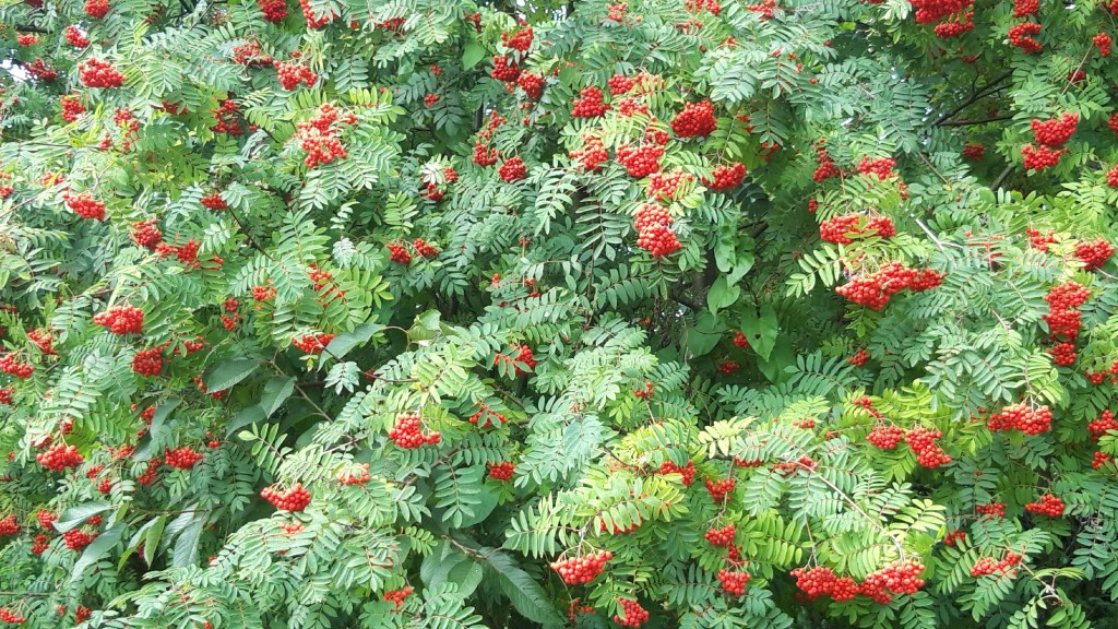 Bright red clusters of rowan berries