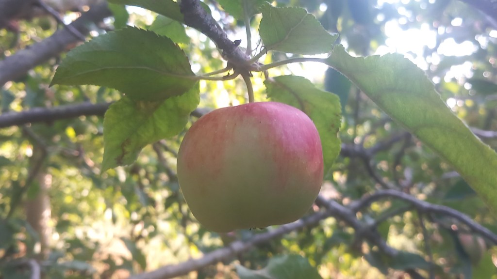 Green and red apple on a tree