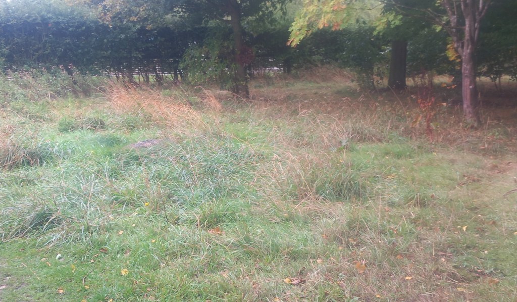 Area of rough grassland