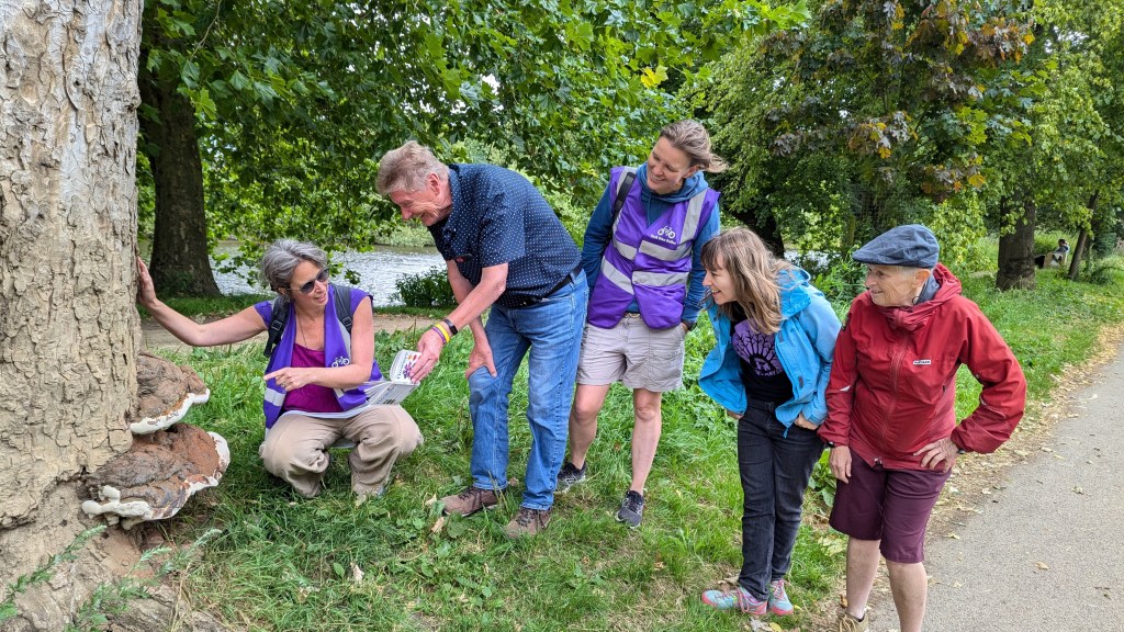 Group look at bracket fungi on a tree