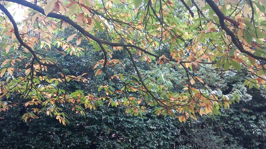 Orange and green sweet chestnut leaves