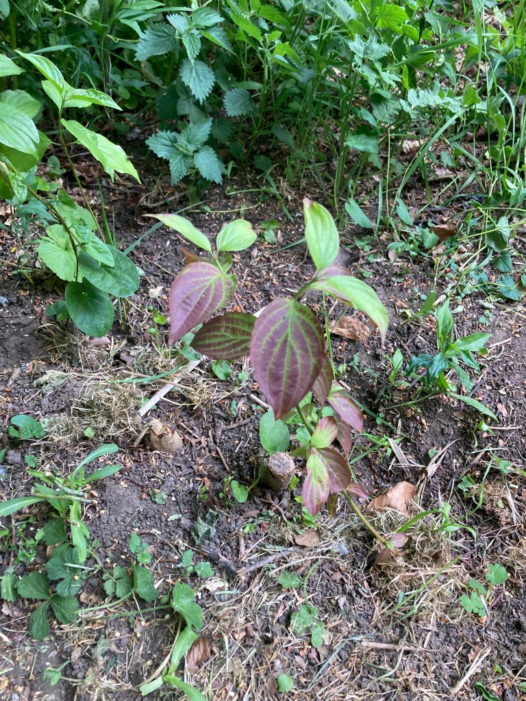 Dogwood sapling