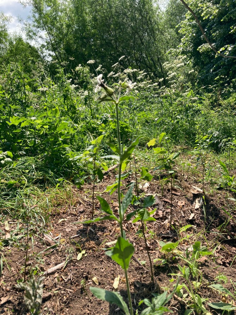 Flowering white campion