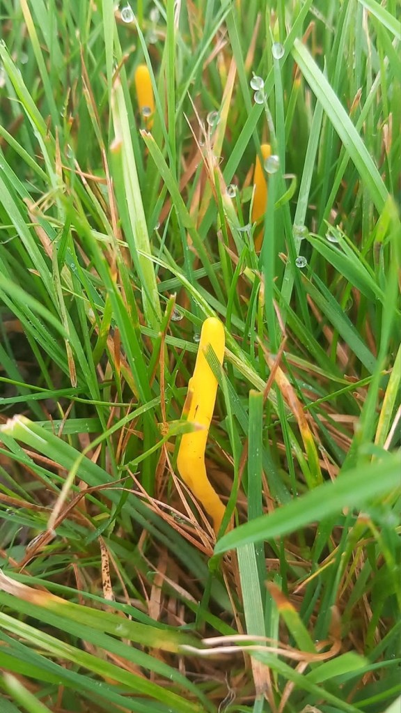 Bright yellow Club Fungi in grass