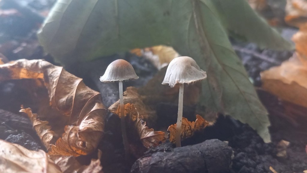 White Bonnet Fungi peeping through leaf litter
