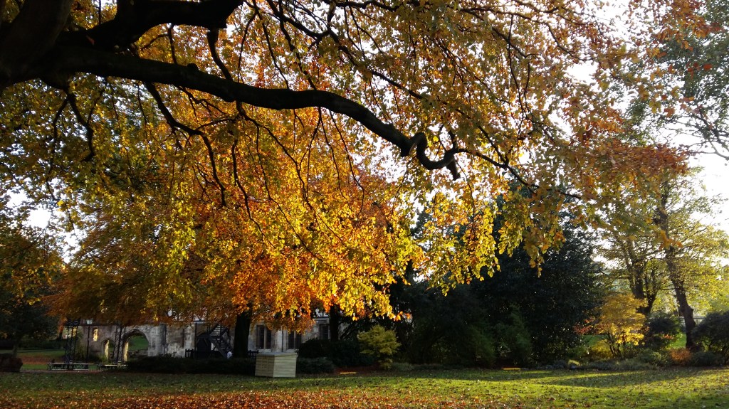 Hanging branch with gold and copper beech leaves