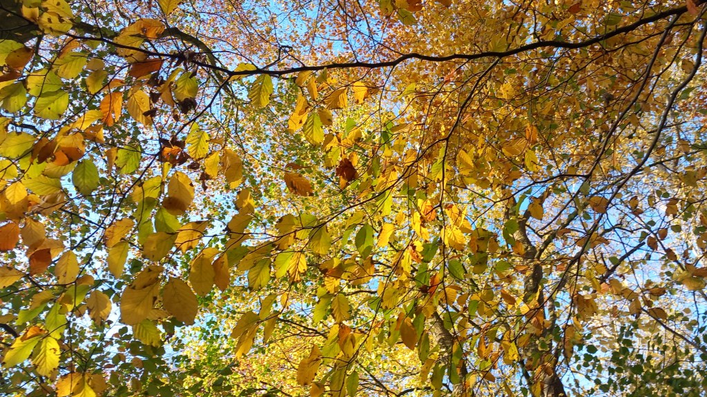 Branch of Beech leaves glows bright yellow in the autumn sun