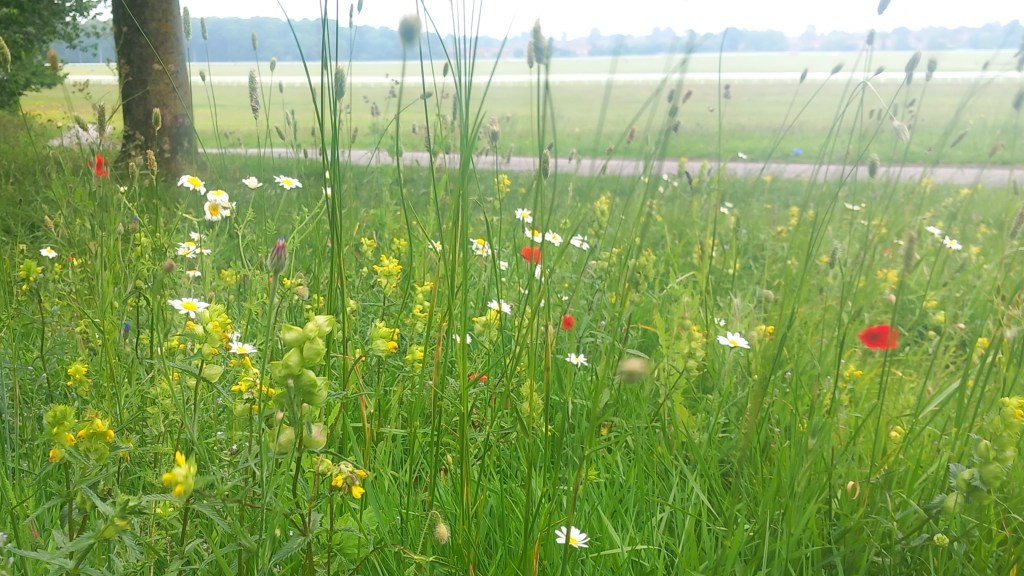 Green space with colourful wildflowers